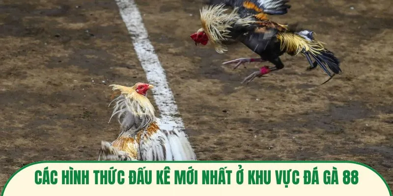 Các hình thức đấu kê mới nhất ở khu vực đá gà 88