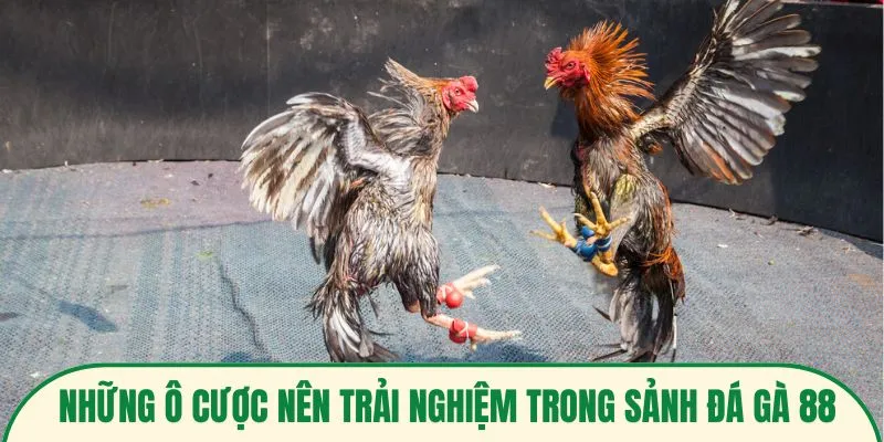 Những ô cược nên trải nghiệm trong sảnh đá gà 88