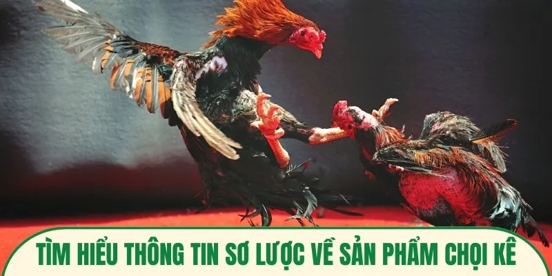Tìm hiểu thông tin sơ lược về sản phẩm chọi kê