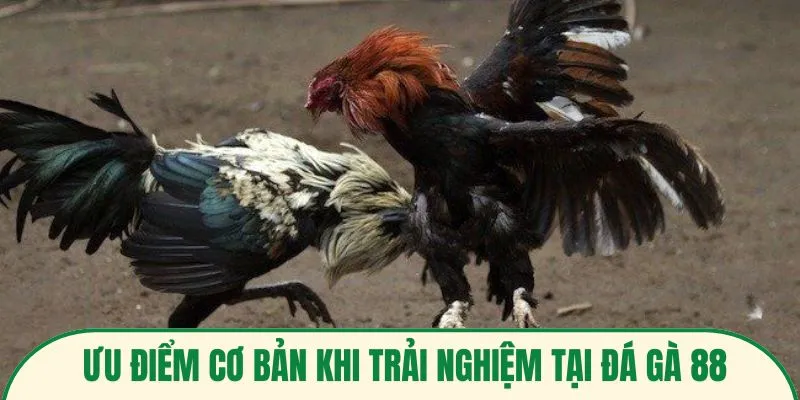 Ưu điểm cơ bản khi trải nghiệm tại đá gà 88
